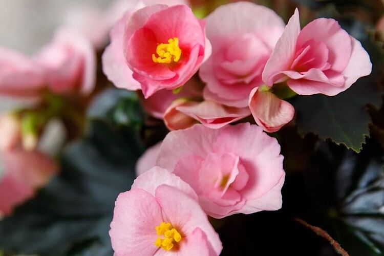 2026.05.04 Begonia-Pink-detail-on-Thursd1_UA